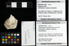 Foto (Objekt + Etiketten) von Ambulocapsa novacula (Robins et al., 2013) 